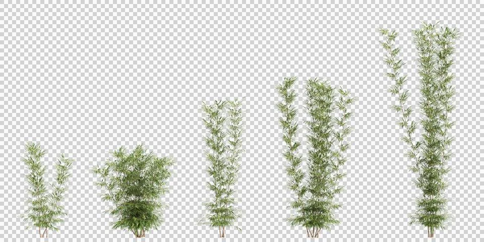 3d illustration of set Bambusa Multiplex tree isolated on transparent background Stock Illustration