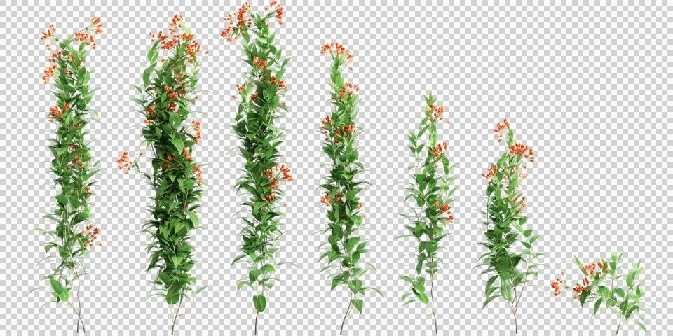 3d illustration of set Bomarea multiflora creep plant isolated on transparent Ilustração Stock