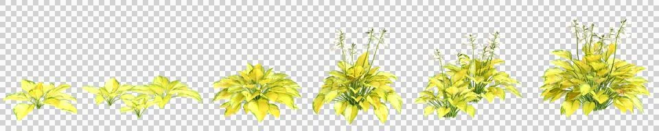 3d illustration of set bush Hosta rainforest sunrise isolated on transparent Stock Illustration