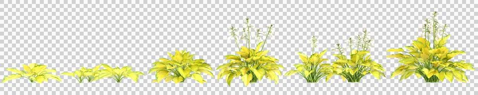 3d illustration of set bush Hosta rainforest sunrise isolated on transparent Stock Illustration