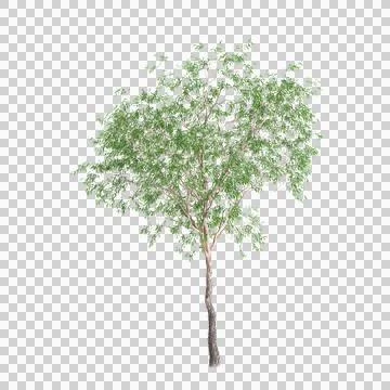 3d illustration of set Cornus canadensis bush isolated on transparent background Stock Illustration