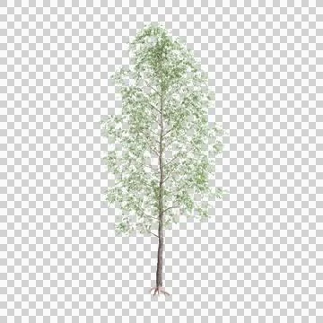 3d illustration of set Cornus canadensis bush isolated on transparent background Stock Illustration