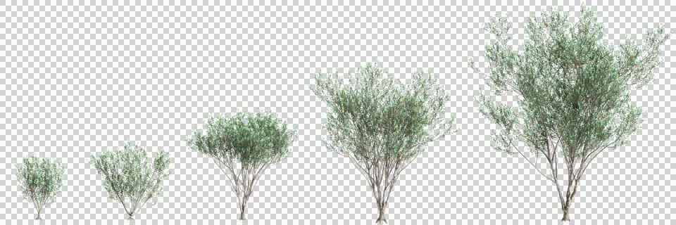 3d illustration of set Eucalyptus lehmannii tree isolated on black background Stock Illustration