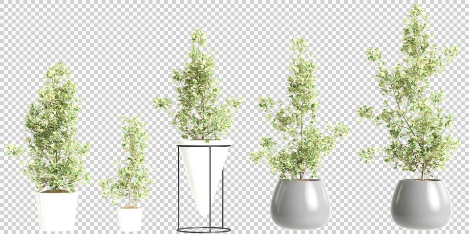 3d illustration of set Ficus Triangularis plant isolated on black background Stock Illustration