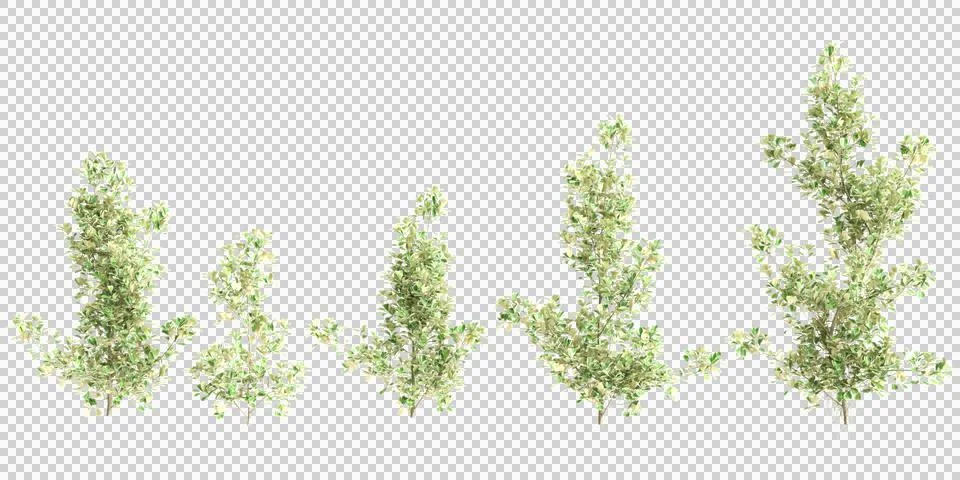3d illustration of set Ficus Triangularis tree isolated on black background Stock Illustration