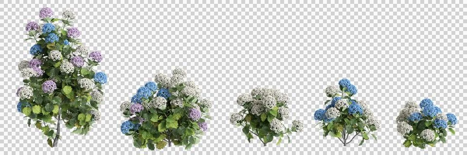 3d illustration of set Hydrangea Macrophylla bush isolated on transparent backgr Stock Illustration