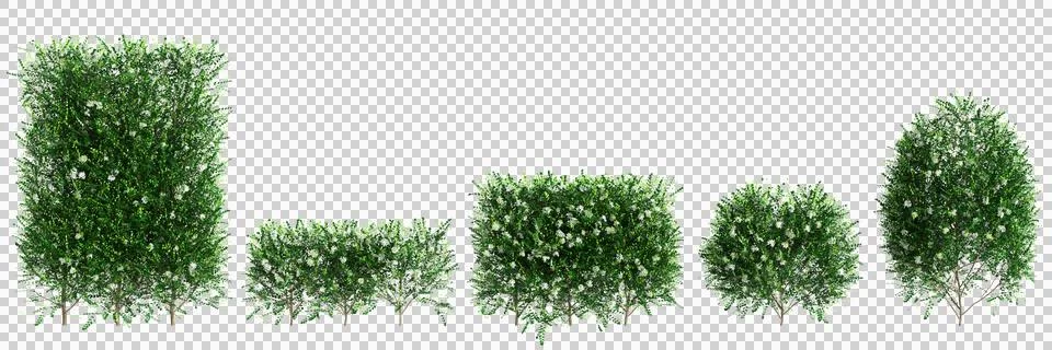3d illustration of set Murraya paniculata bush isolated on transparent backgroun Stock Illustration