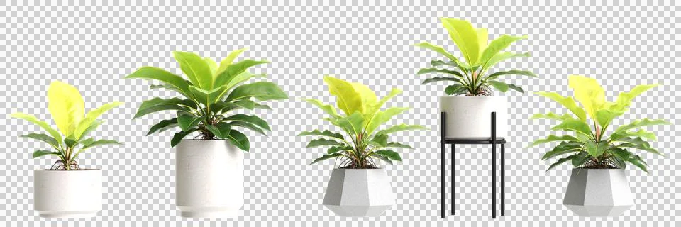 3d illustration of set Philodendron moonlight plant isolated on black backg.. Stock Illustration