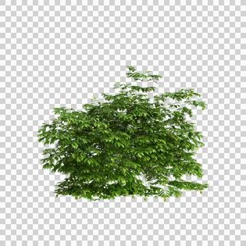 3d illustration of set Saraca asoca tree isolated on transparent background Stock Illustration