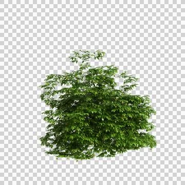 3d illustration of set Saraca asoca tree isolated on transparent background Stock Illustration