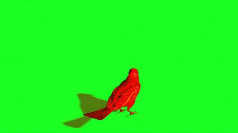 3d illustration - Silhouette of red Sparrow - Green Screen Stock Illustration
