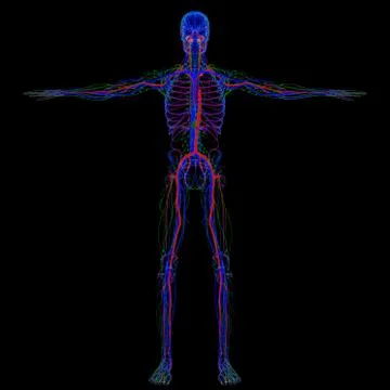 3d illustration skeleton lymph nodes circulatory system 3D render イラスト素材