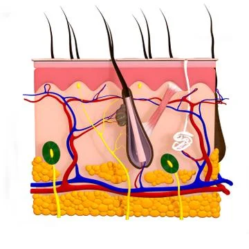 Skin Anatomy Illustrations ~ Stock Skin Anatomy Vectors | Pond5