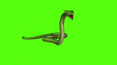 3d illustration - Snake  Python on Green Screen background Stock-Illustration