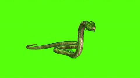 3d illustration - Snake  Python on Green Screen background Stock-Illustration