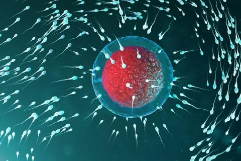 3D illustration sperm and egg cell, ovum. Sperm approaching egg cell. Native and Stock Illustration