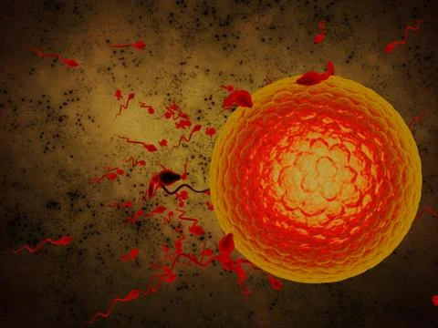 3D illustration sperm and egg cell Stock Illustration