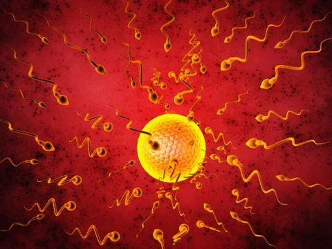 3D illustration sperm and egg cell 스톡 일러스트