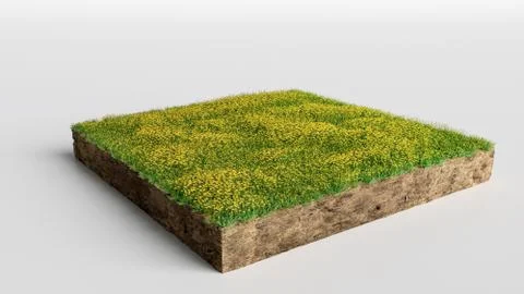 3D Illustration Square of grass field with flowers on white background Stock Illustration