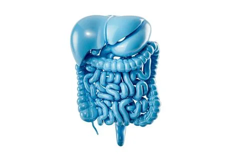 3d illustration of stylized human digestive system isolated on white Stock Illustration