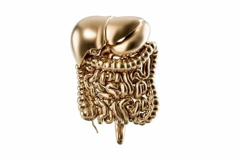 3d illustration of stylized human digestive system made of gold isolated on Stock Illustration