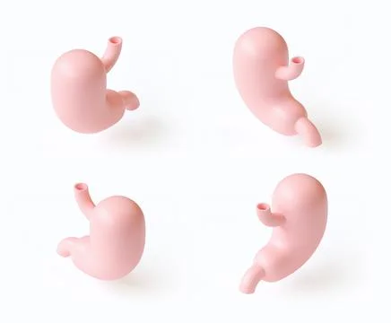 3d illustration of stylized set of human stomachs isolated on white Stock Illustration