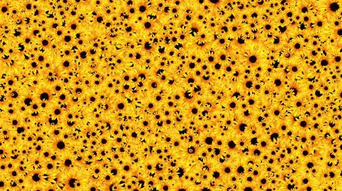 3d illustration - Sunflowers background pattern Illustrazione stock