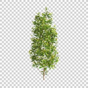 3d illustration of Syzygium paniculatum tree isolated on transparent background Stock Illustration