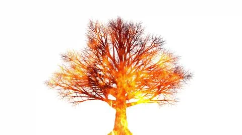 3D illustration of a tree on fire 360 degree rotation view of a wild tree bei Stock Illustration