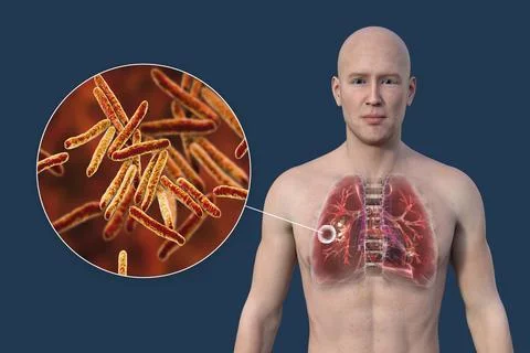 A 3D illustration of the upper half of a man with transparent skin, showcas.. Illustrazione stock