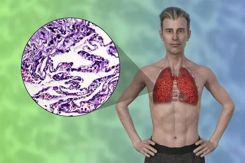 A 3D illustration of the upper half part of a man with transparent skin, reve Illustrazione stock