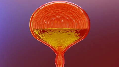 3d illustration of urinary system, bladder with urine, 3d render, Stock Illustration