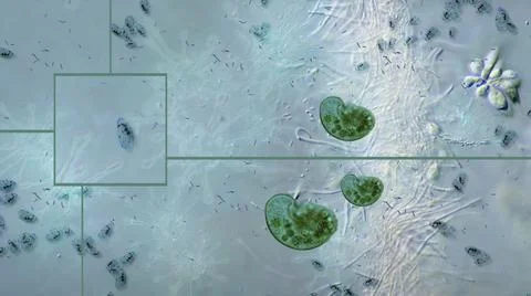 3d illustration - Viruses under microscope. Bacteria virus Stock Illustration