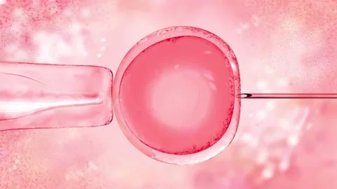 3d illustration of in vitro fertilization under a microscope. egg, medical Stock Footage 178124359