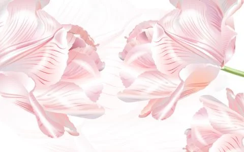 3d illustration, white background with large pink roses Stock Illustration