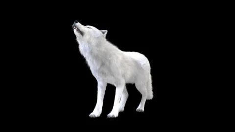 3d Illustration white wolf isolate on dark background, arctic wolf Illustrazione stock