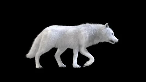 3d Illustration white wolf isolate on dark background, arctic wolf Illustrazione stock