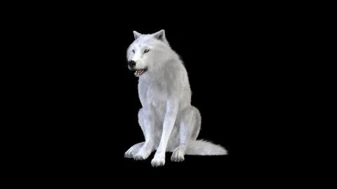 3d Illustration white wolf isolate on dark background Illustrazione stock