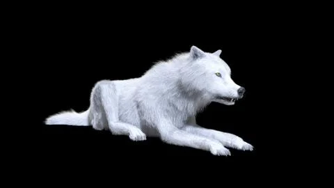 3d Illustration white wolf isolate on dark background, arctic wolf Illustrazione stock