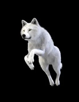 3d Illustration white wolf isolate on dark background, arctic wolf Illustrazione stock