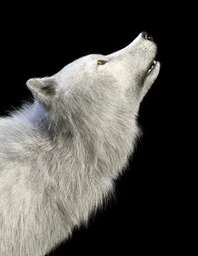 3d Illustration white wolf isolate on dark background, arctic wolf Illustrazione stock