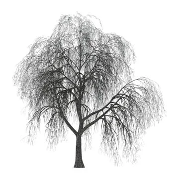 3D Illustration Willow on White Stock Illustration