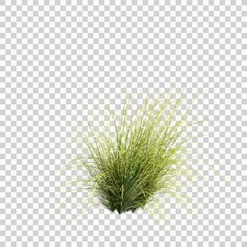 3d illustration of Zebrinus grass isolated on transparent background Stock Illustration