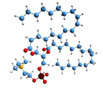3D image of 1-Oleoyl-2-palmitoyl-phosphatidylcholine skeletal formula Stock Illustration