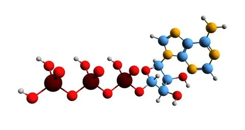 3D image of ATP skeletal formula Stock Illustration