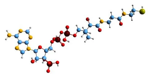 3D image of Coenzyme A skeletal formula Stock Illustration