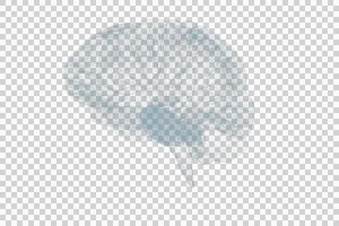 3d image of human brain 스톡 일러스트