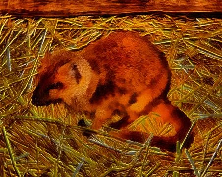 3d image of yellow mongoose called red meerkat Stock Illustration