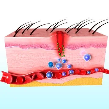 3d immune response system in human skin Stock Illustration