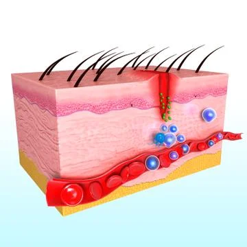 3d immune response system in human skin Stock Illustration